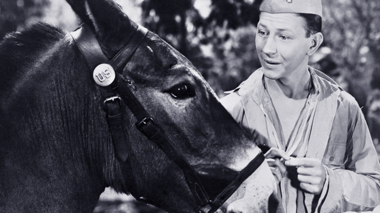 Francis the Talking Mule Collection background